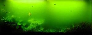 sakal alg